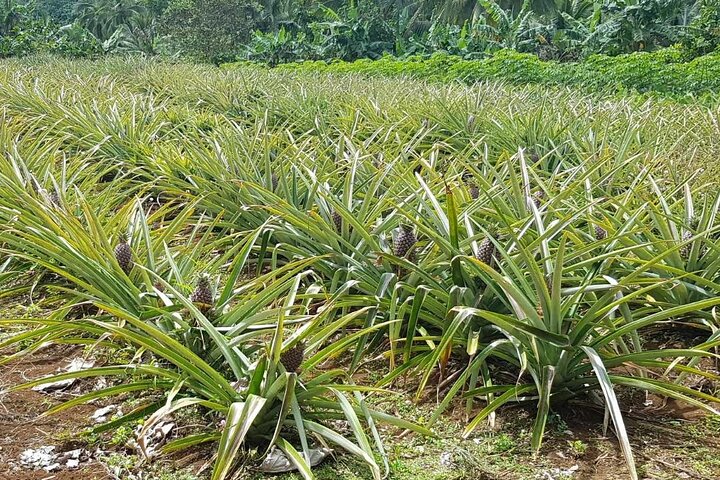 Market, Farm, Fork! A taste of Rarotonga: from farm to fork.