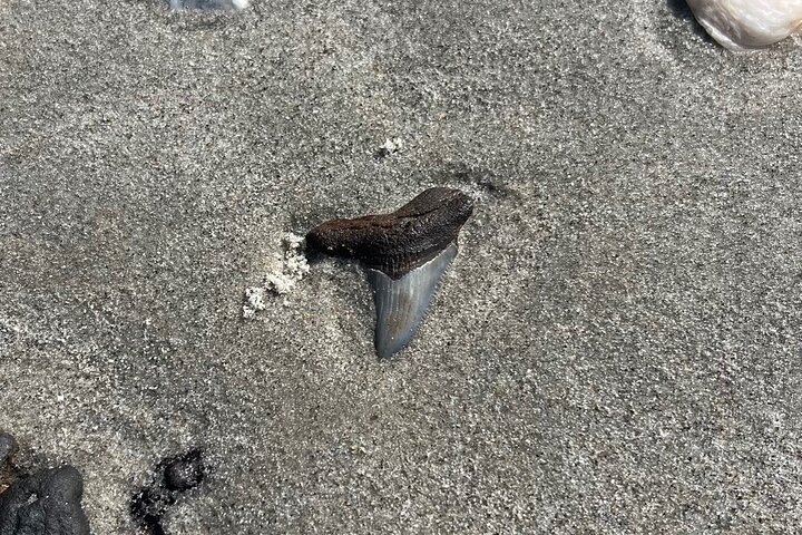 Barrier Island Drop-Off Fossil Hunting Adventure!