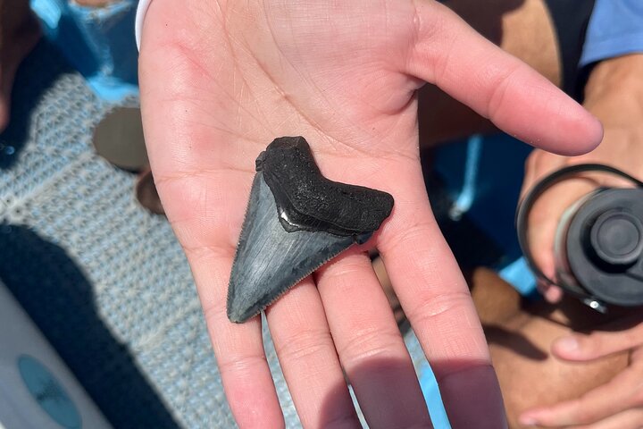 Barrier Island Drop-Off Fossil Hunting Adventure!