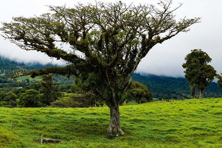 Poas Coffee tour, La Paz Falls and Poas Volcano
