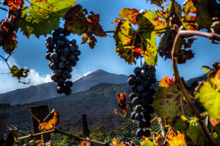Etna and Wine an experience between nature and aromas with taste.