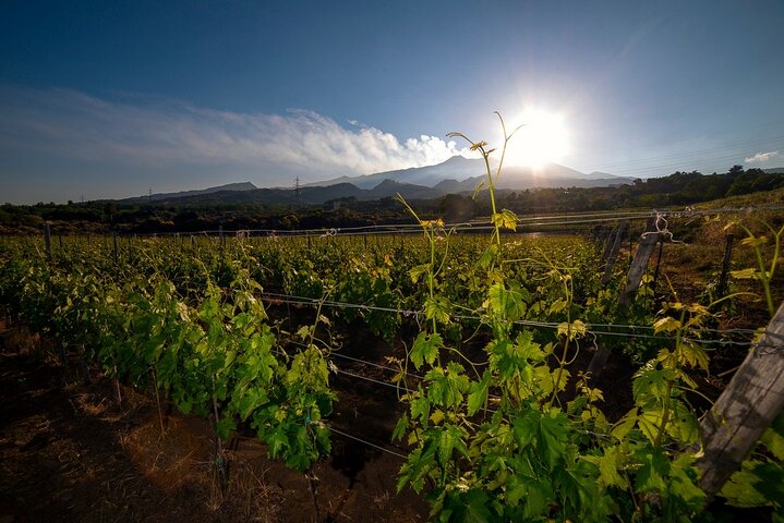 Etna and Wine an experience between nature and aromas with taste.