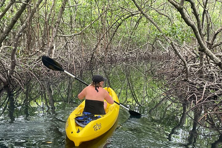 A Bocas Mangrove Kayak & Reef Snorkel Eco Tour