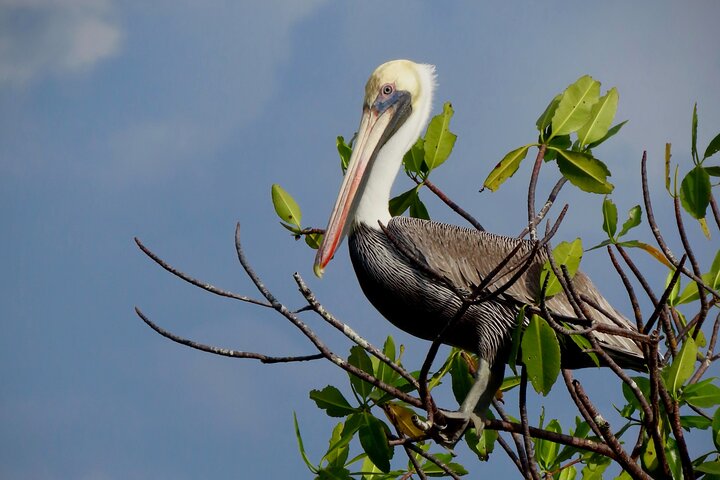 A Bocas Mangrove Kayak & Reef Snorkel Eco Tour