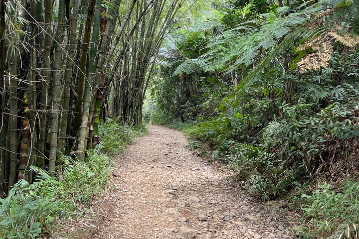 Small Group El Yunque Half Day Tour with Transport: Waterslide
