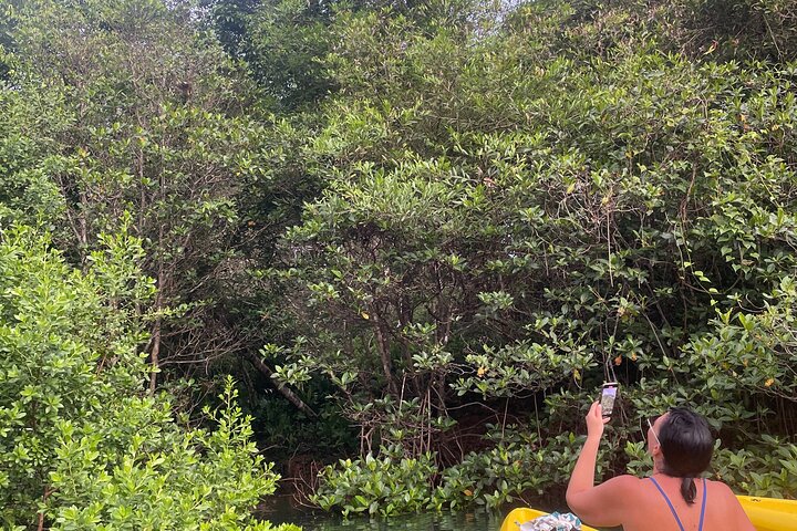 A Bocas Mangrove Kayak & Reef Snorkel Eco Tour