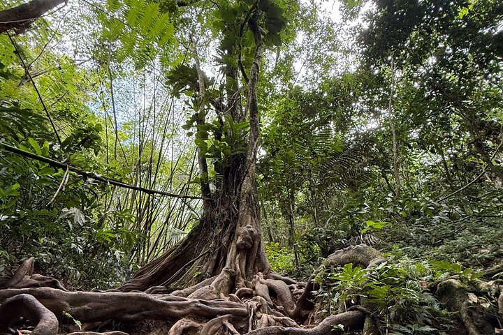 Small Group El Yunque Half Day Tour with Transport: Waterslide