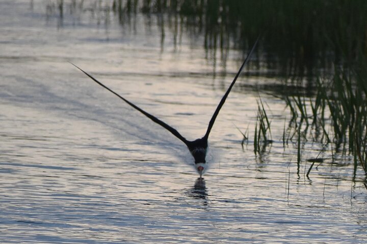 Private Folly River Sunset Dolphin Cruise