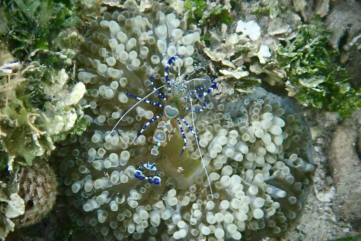 A Bocas Mangrove Kayak & Reef Snorkel Eco Tour