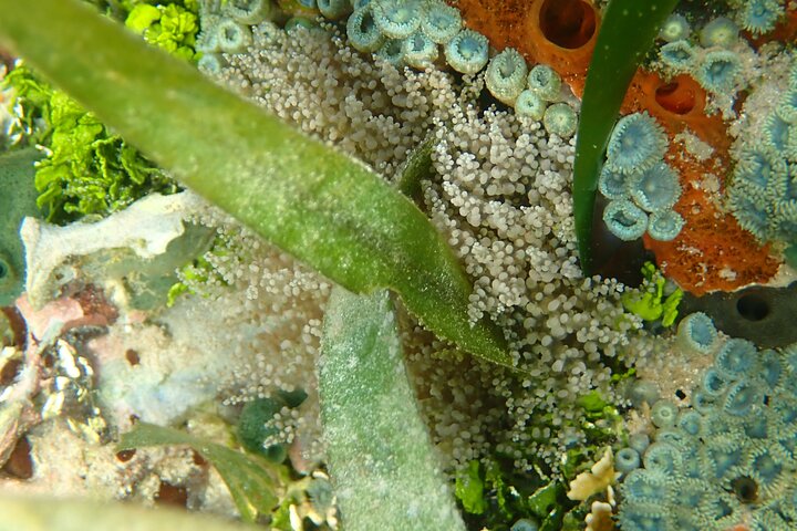 A Bocas Mangrove Kayak & Reef Snorkel Eco Tour