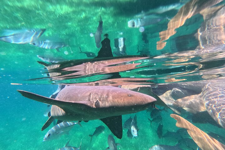 Let's snorkel Hol Chan the Best Marine Reserve in Belize