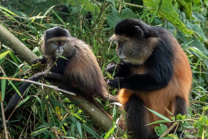 7 Days Rwanda Safari & Nature Experience