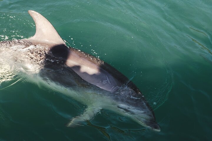 Award Winning Milford Sound Full Day Tour & Cruise from Te Anau