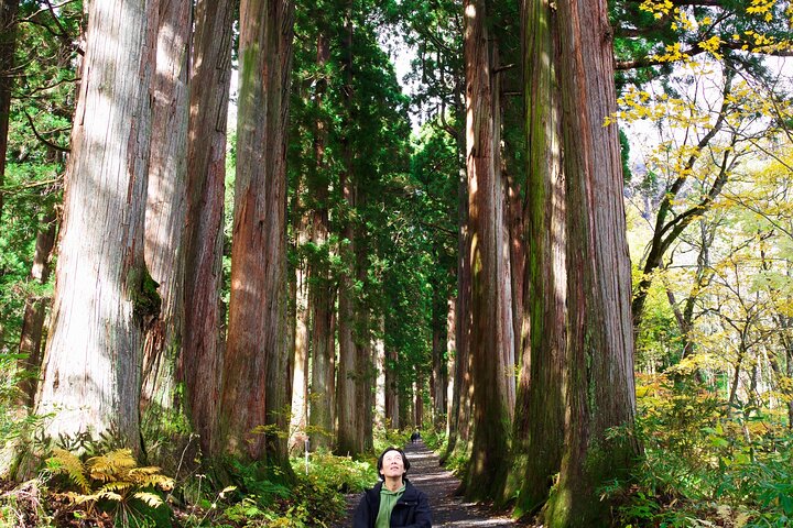 Togakushi: A Serene Walk Through Sacred Forests & Soba Traditions