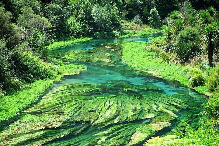 From Hamilton Hobbiton Waitomo Glowworm Caves 1 Day Private Tour