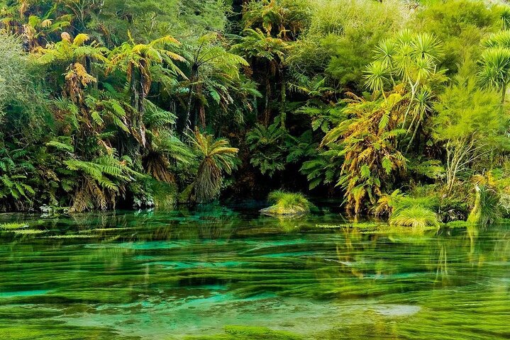 From Hamilton Hobbiton Waitomo Glowworm Caves 1 Day Private Tour