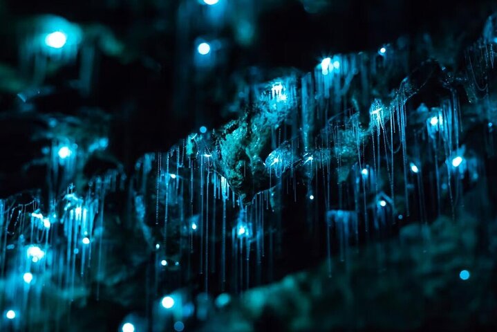 From Hamilton Hobbiton Waitomo Glowworm Caves 1 Day Private Tour