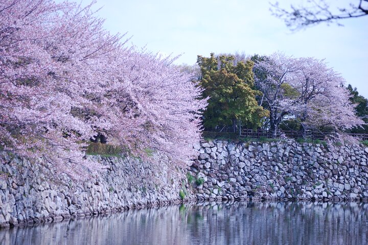 Explore Himeji Castle a Guided Walking Tour