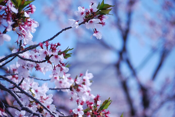 Explore Himeji Castle a Guided Walking Tour