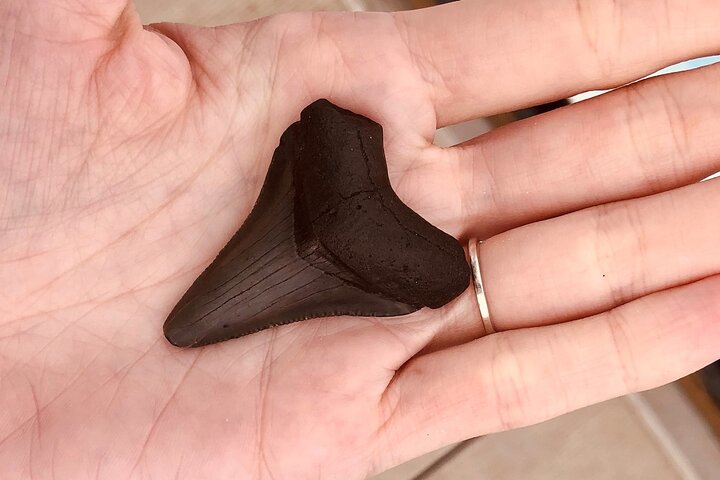 Barrier Island Drop-Off Fossil Hunting Adventure!