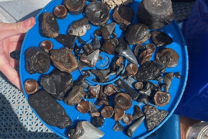 Barrier Island Drop-Off Fossil Hunting Adventure!