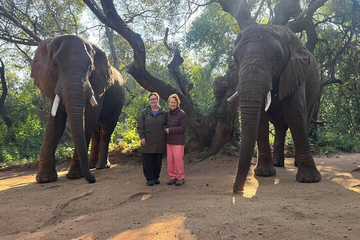 Elephant Sanctuary Tour from Johannesburg