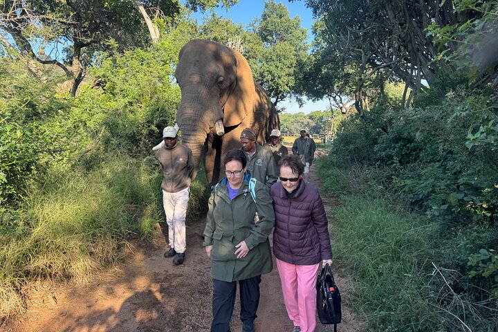 Elephant Sanctuary Tour from Johannesburg