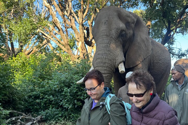 Elephant Sanctuary Tour from Johannesburg