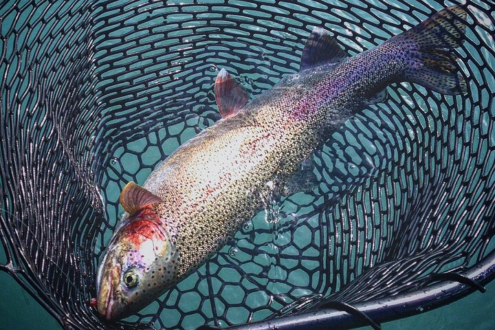 Kenai River | Rainbow Trout | Full Day Charter