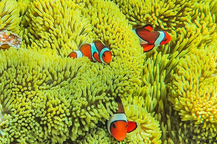 Private 12 Days Philippines Islands Hopping Tour with Cebu