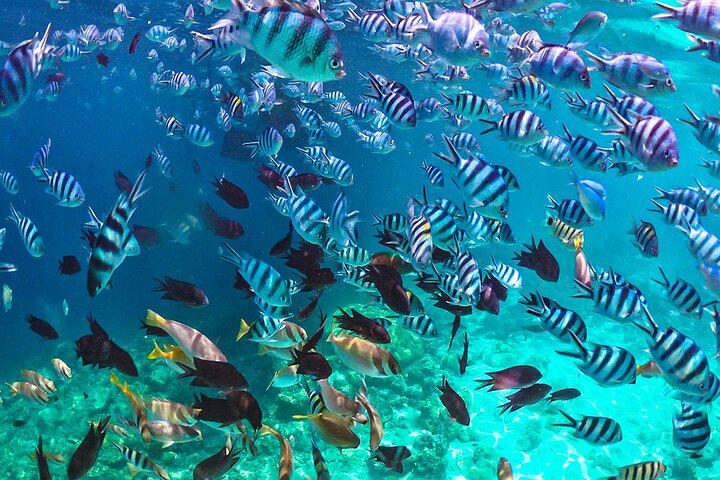 Private 12 Days Philippines Islands Hopping Tour with Cebu