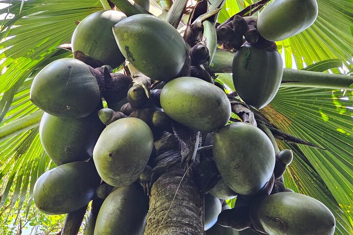 Fond Ferdinand Nature Reserve and Anse Georgette