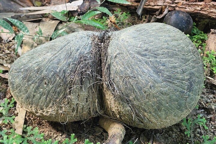 Fond Ferdinand Nature Reserve and Anse Georgette
