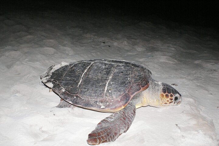 Boa vista Turtle Watching with local guides
