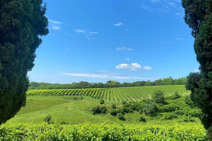 All inclusive Private Prosecco Hills Tour - 2 Wineries and Lunch.