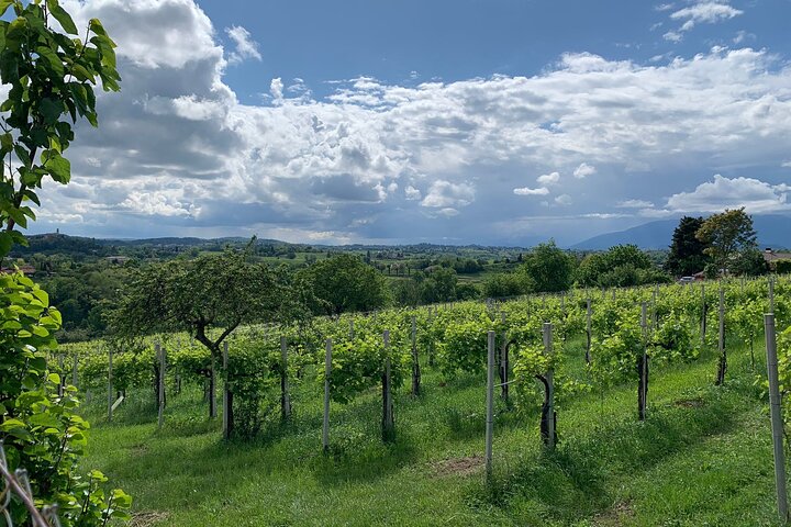 All inclusive Private Prosecco Hills Tour - 2 Wineries and Lunch.