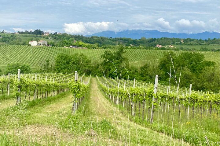 All inclusive Private Prosecco Hills Tour - 2 Wineries and Lunch.