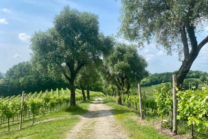 All inclusive Private Prosecco Hills Tour - 2 Wineries and Lunch.