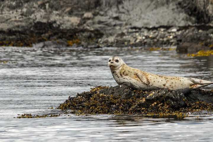 3 Hour Kayaking Tours from Friday Harbor