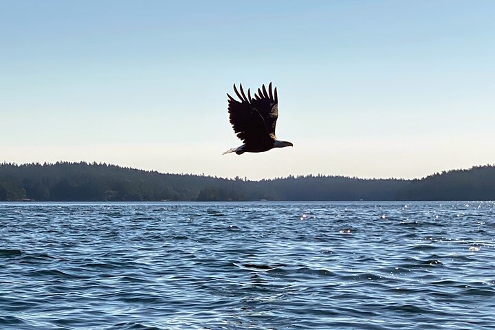 3 Hour Kayaking Tours from Friday Harbor
