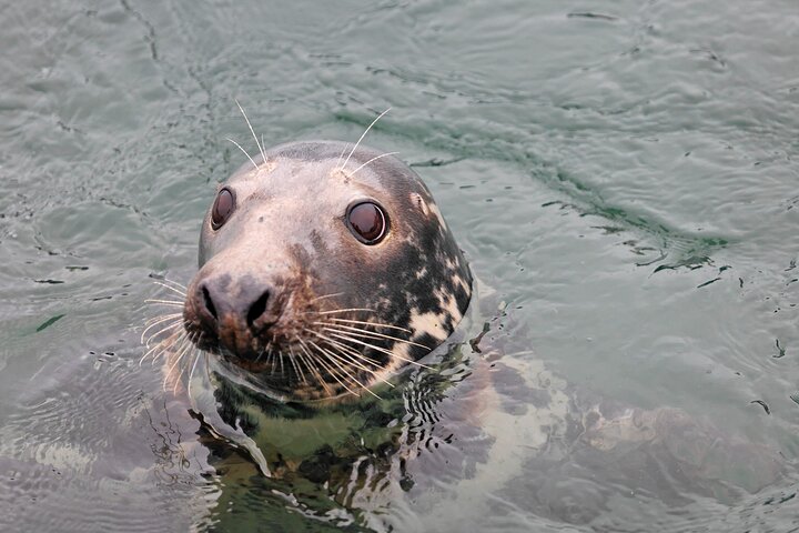 Kinsale Cruise, Kinsale ( 50 minutes)