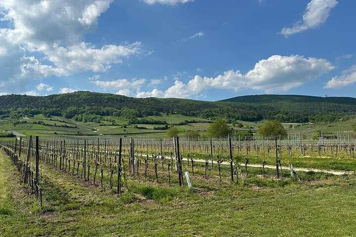 Vienna : Vienna Forest Tour with Underground Lake and Wine Tasting