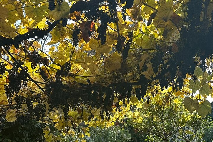 Vienna : Vienna Forest Tour with Underground Lake and Wine Tasting