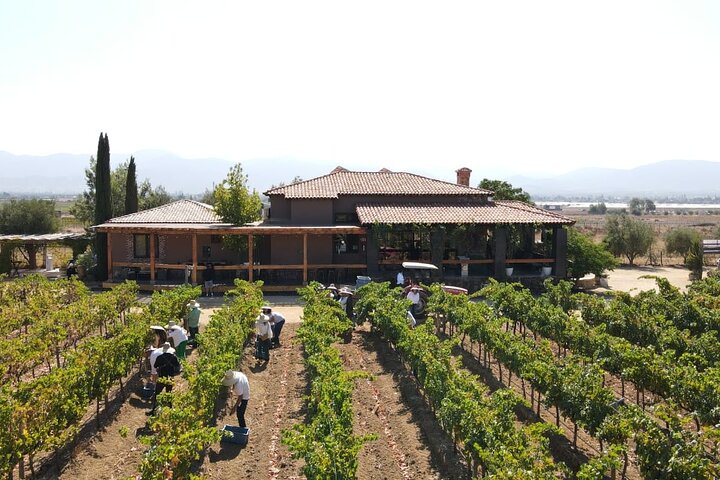 Private Valle de Guadalupe Wine Tour: All Wine Tastings Included
