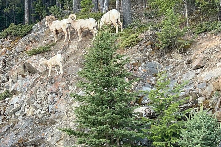Lake Louise, Moraine , Emerald & Banff Town ,Johnston Canyon Tour