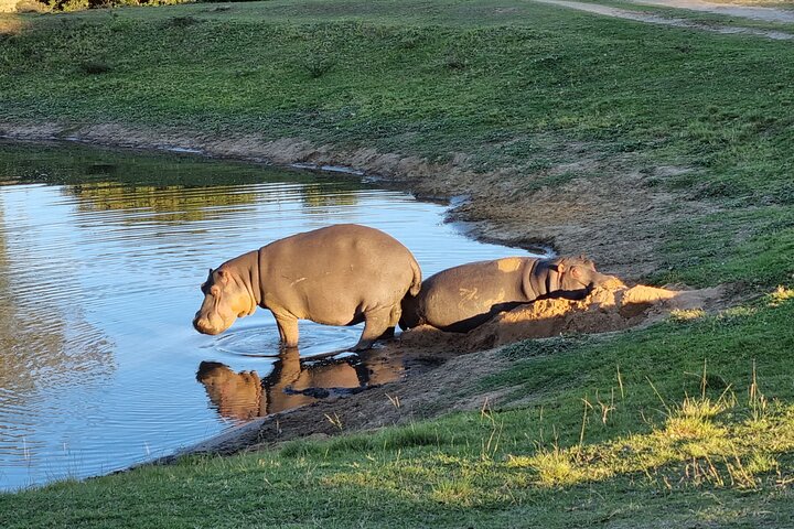Half-Day Schotia Game Reserve (Open 4x4 Safari Vehicle)