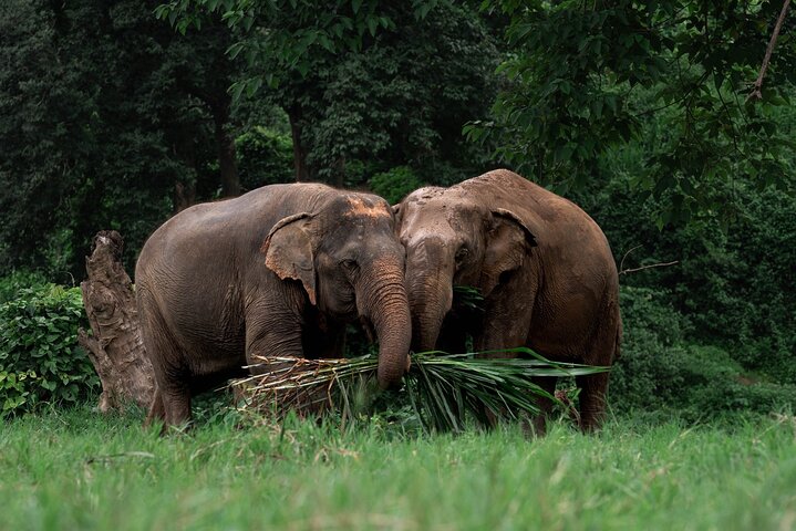 Chiang Mai Elephant Sanctuary, Bamboo Rafting and Waterfall Tour