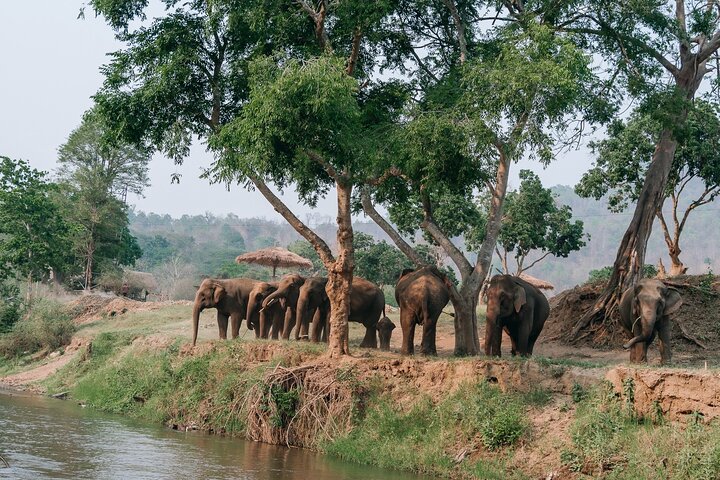 Chiang Mai Elephant Sanctuary, Bamboo Rafting and Waterfall Tour