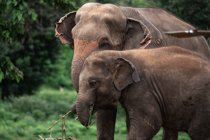 Chiang Mai Elephant Sanctuary, Bamboo Rafting and Waterfall Tour