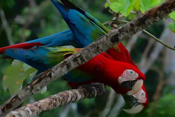 3-Day Yacuma Pampas Wildlife Tour from Rurrenabaque at Eco Lodge